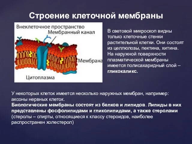 Строение клеточной мембраны В световой микроскоп видны только клеточные стенки растительной клетки.