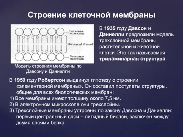 Строение клеточной мембраны В 1935 году Давсон и Даниелли предложили модель трехслойной