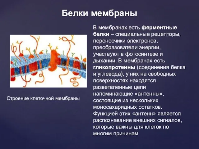 В мембранах есть ферментные белки – специальные рецепторы, переносчики электронов, преобразователи энергии,