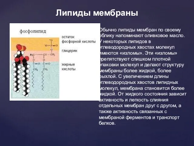 Липиды мембраны Обычно липиды мембран по своему облику напоминают оливковое масло. У