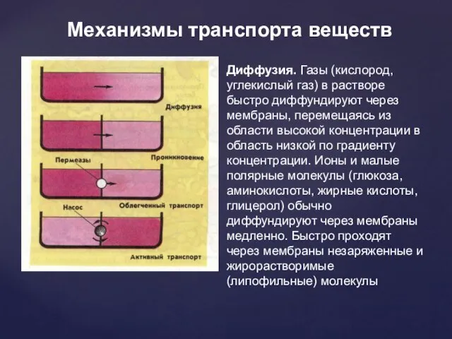 Механизмы транспорта веществ Диффузия. Газы (кислород, углекислый газ) в растворе быстро диффундируют