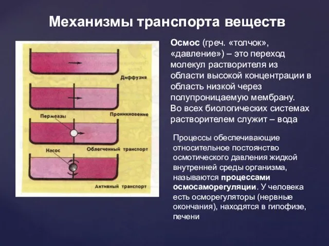 Механизмы транспорта веществ Осмос (греч. «толчок», «давление») – это переход молекул растворителя