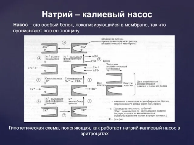 Натрий – калиевый насос Насос – это особый белок, локализирующийся в мембране,