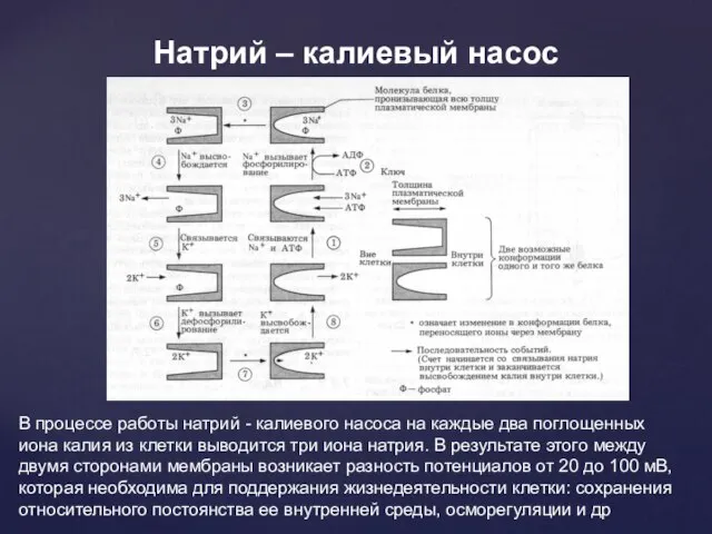 Натрий – калиевый насос В процессе работы натрий - калиевого насоса на