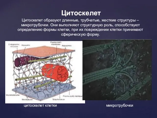 Цитоскелет Цитоскелет образуют длинные, трубчатые, жесткие структуры – микротрубочки. Они выполняют структурную