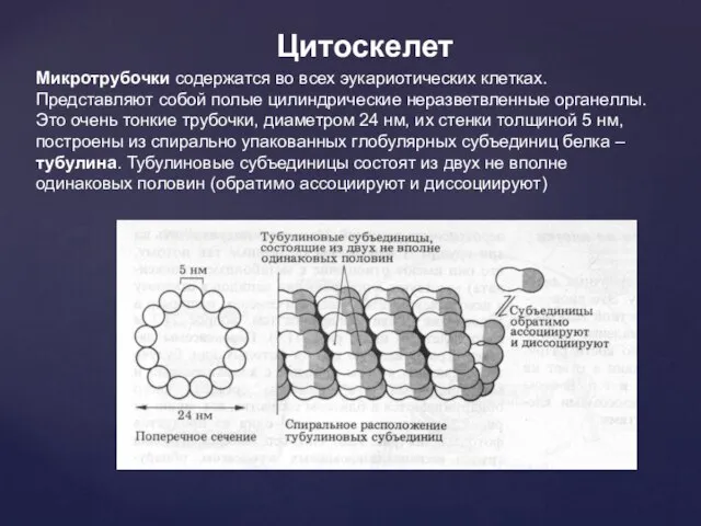 Микротрубочки содержатся во всех эукариотических клетках. Представляют собой полые цилиндрические неразветвленные органеллы.