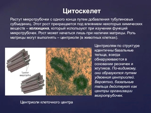 Цитоскелет Растут микротрубочки с одного конца путем добавления тубулиновых субъединиц. Этот рост