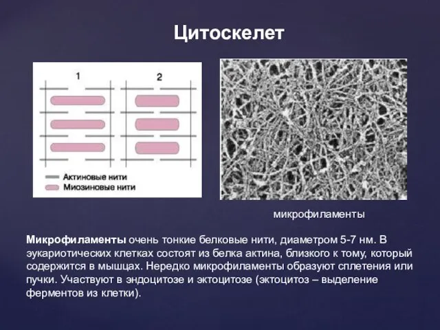 Цитоскелет микрофиламенты Микрофиламенты очень тонкие белковые нити, диаметром 5-7 нм. В эукариотических