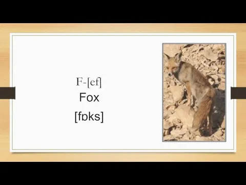 F-[ef] Fox [fɒks]