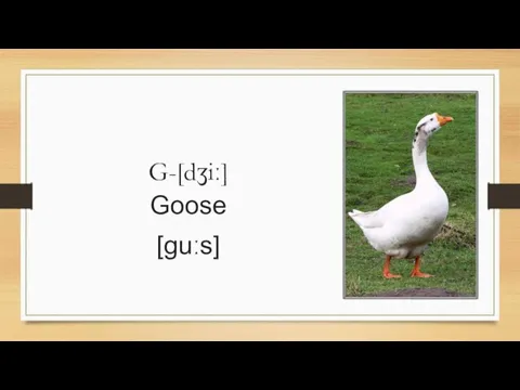 G-[dʒiː] Goose [ɡuːs]