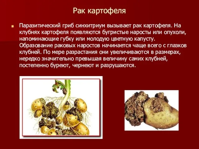 Рак картофеля Паразитический гриб синхитриум вызывает рак картофеля. На клубнях картофеля появляются