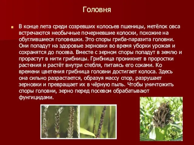 Головня В конце лета среди созревших колосьев пшеницы, метёлок овса встречаются необычные