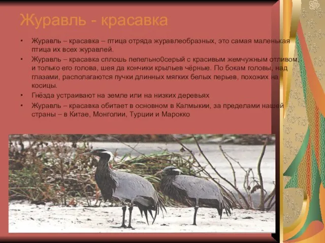 Журавль - красавка Журавль – красавка – птица отряда журавлеобразных, это самая