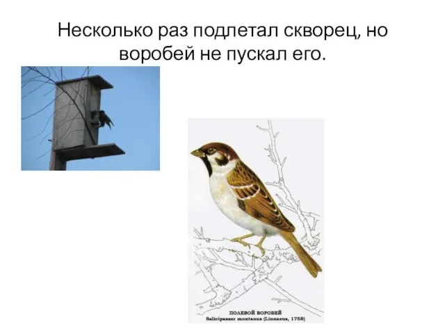 Несколько раз подлетал скворец, но воробей не пускал его.