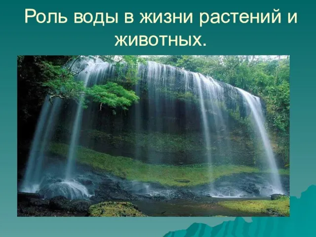 Роль воды в жизни растений и животных.