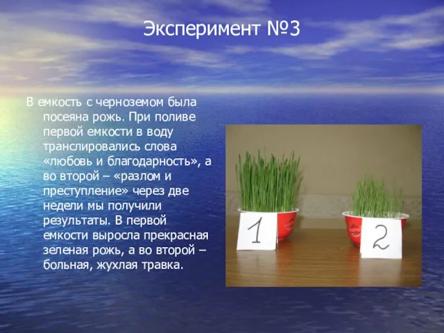 Эксперимент №3 В емкость с черноземом была посеяна рожь. При поливе первой