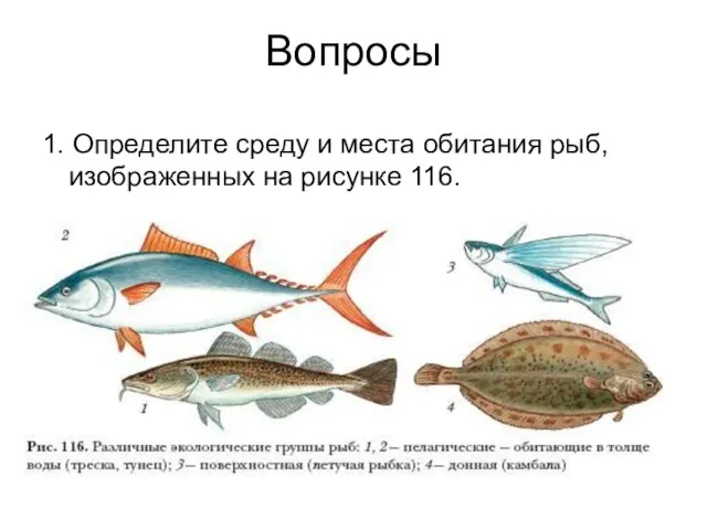 Вопросы 1. Определите среду и места обитания рыб, изображенных на рисунке 116.