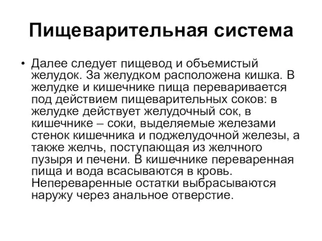 Пищеварительная система Далее следует пищевод и объемистый желудок. За желудком расположена кишка.