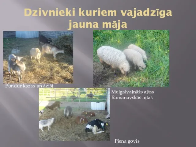 Dzivnieki kuriem vajadzīga jauna māja Pundur kazas un āziši Melgalvaināžs aitas Ramanavskās aitas Piena govis