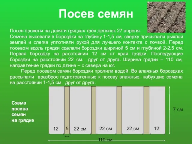 Посев семян Посев провели на девяти грядках трёх делянок 27 апреля. Семена