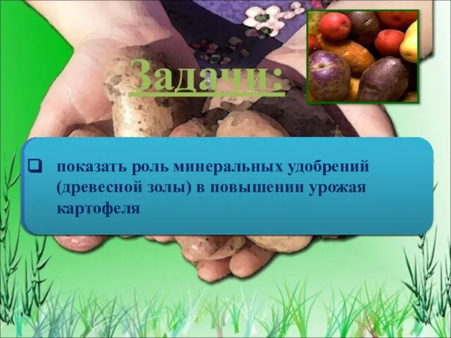 Задачи: доказать, что органические и минеральные удобрения способствуют повышению урожайности картофеля в