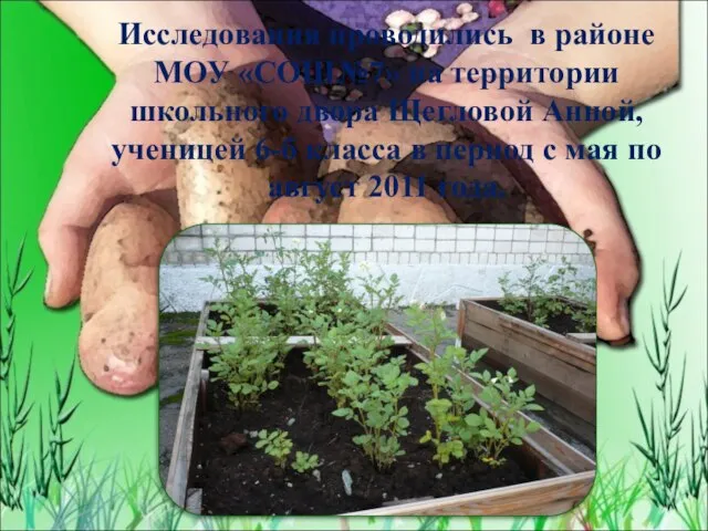 Исследования проводились в районе МОУ «СОШ№7» на территории школьного двора Щегловой Анной,