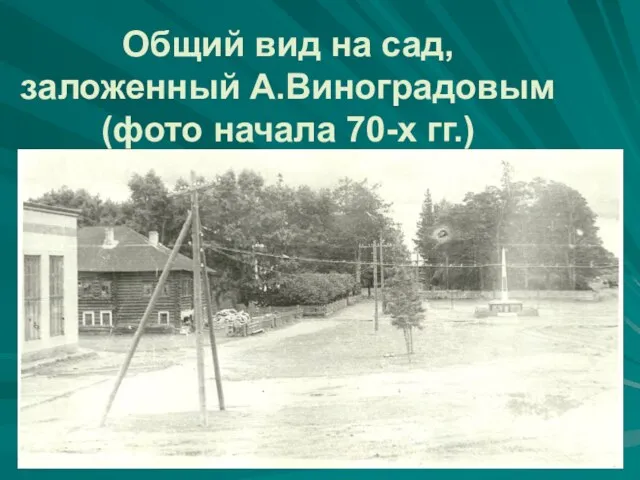 Общий вид на сад, заложенный А.Виноградовым (фото начала 70-х гг.)