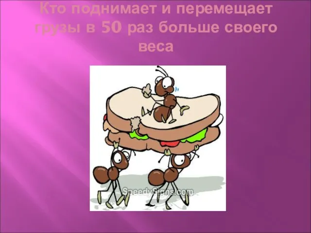 Кто поднимает и перемещает грузы в 50 раз больше своего веса