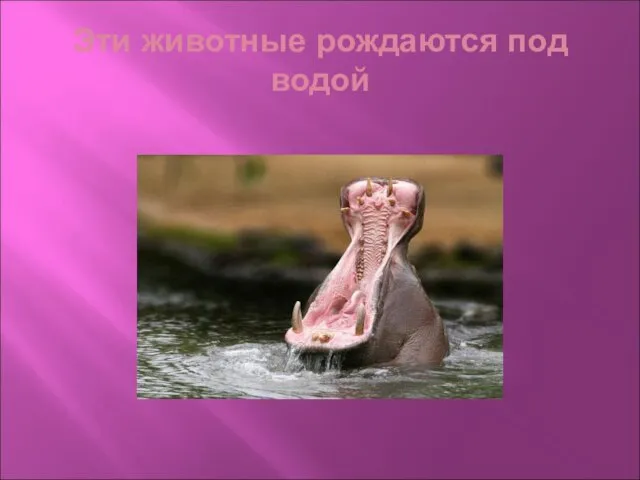 Эти животные рождаются под водой