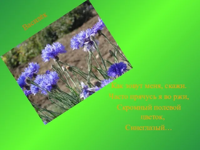 Как зовут меня, скажи. Часто прячусь я во ржи, Скромный полевой цветок, Синеглазый… Василёк