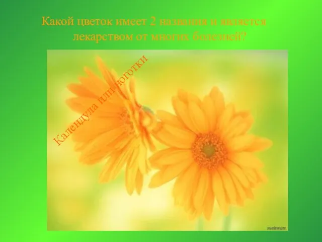 Какой цветок имеет 2 названия и является лекарством от многих болезней? Календула или ноготки