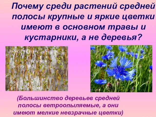 Почему среди растений средней полосы крупные и яркие цветки имеют в основном