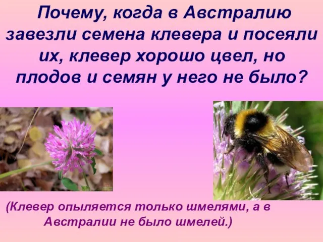 Почему, когда в Австралию завезли семена клевера и посеяли их, клевер хорошо