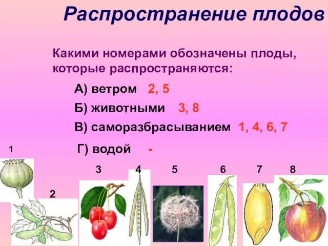 Распространение плодов 3 4 5 6 7 8 1 Какими номерами обозначены