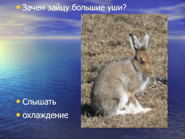 Зачем зайцу большие уши? Слышать охлаждение