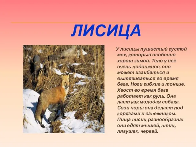 ЛИСИЦА У лисицы пушистый густой мех, который особенно хорош зимой. Тело у