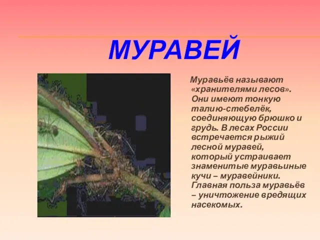 МУРАВЕЙ Муравьёв называют «хранителями лесов». Они имеют тонкую талию-стебелёк, соединяющую брюшко и