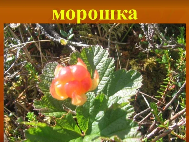 морошка