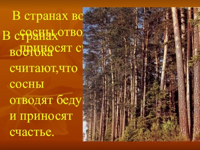 В странах востока считают,что сосны отводят беду и приносят счастье. В странах