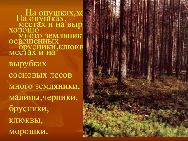 На опушках,хорошо освещённых местах и на вырубках сосновых лесов много земляники,малины,черники,брусники,клюквы,морошки. На