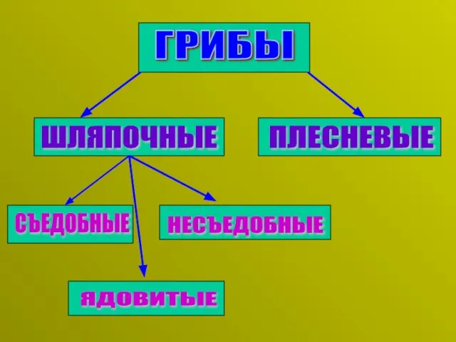 ГРИБЫ ШЛЯПОЧНЫЕ СЪЕДОБНЫЕ НЕСЪЕДОБНЫЕ ЯДОВИТЫЕ ПЛЕСНЕВЫЕ