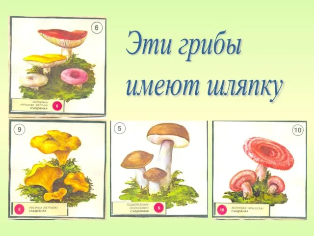 Эти грибы имеют шляпку