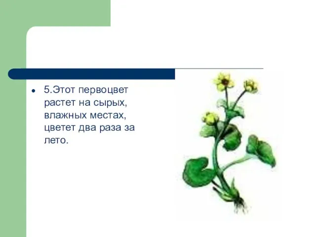 5.Этот первоцвет растет на сырых, влажных местах, цветет два раза за лето.