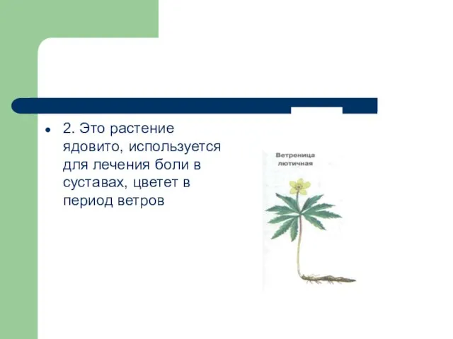 2. Это растение ядовито, используется для лечения боли в суставах, цветет в период ветров