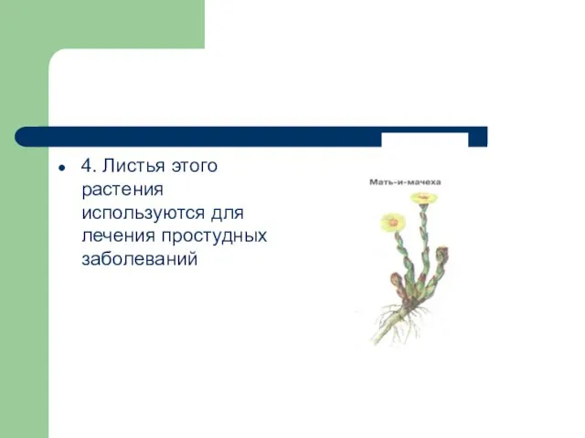 4. Листья этого растения используются для лечения простудных заболеваний