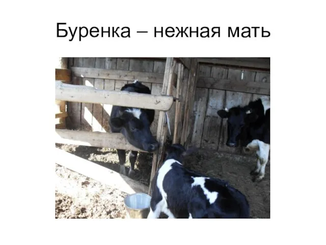 Буренка – нежная мать