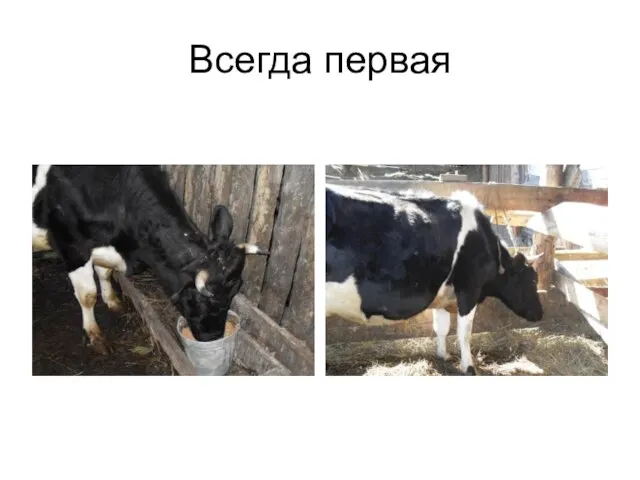 Всегда первая