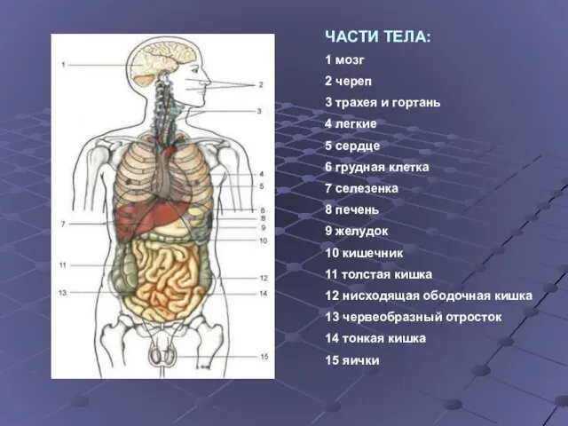 ЧАСТИ ТЕЛА: 1 мозг 2 череп 3 трахея и гортань 4 легкие