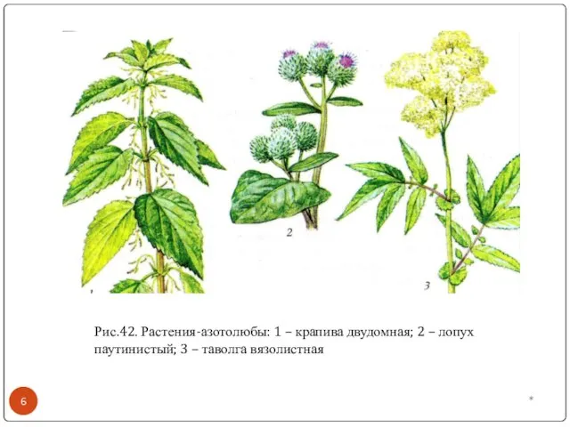 * Рис.42. Растения-азотолюбы: 1 – крапива двудомная; 2 – лопух паутинистый; 3 – таволга вязолистная