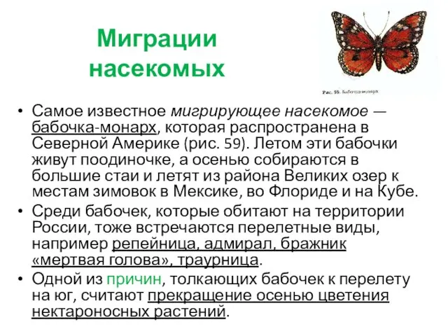 Миграции насекомых Самое известное мигрирующее насекомое — бабочка-монарх, которая распространена в Северной